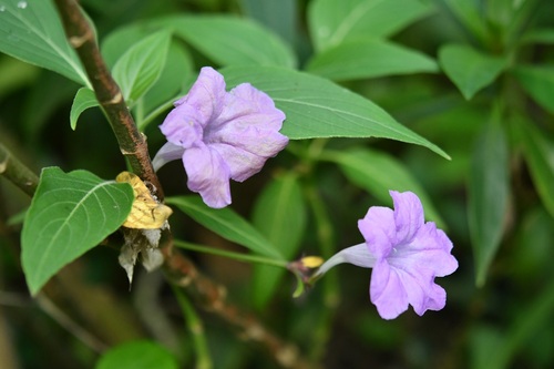 Ruellia breedlovei
