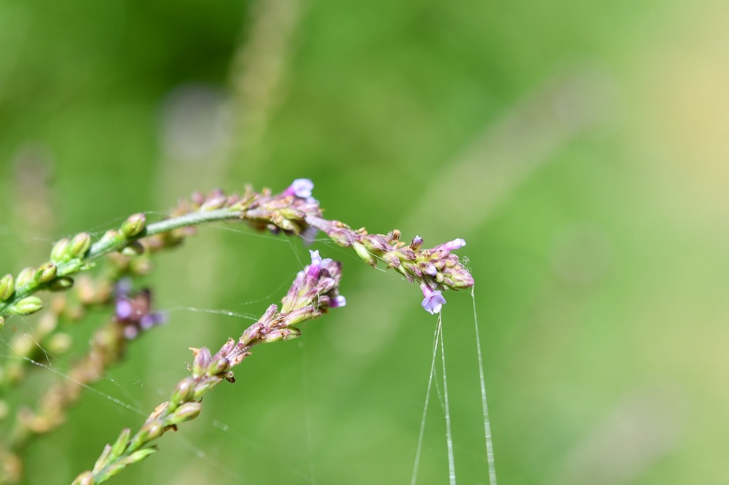 Verbena carolina; photograph (c) Neptalí Ramírez Marcial, some rights reserved (CC BY)
