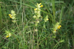 Rhinanthus serotinus aestivalis