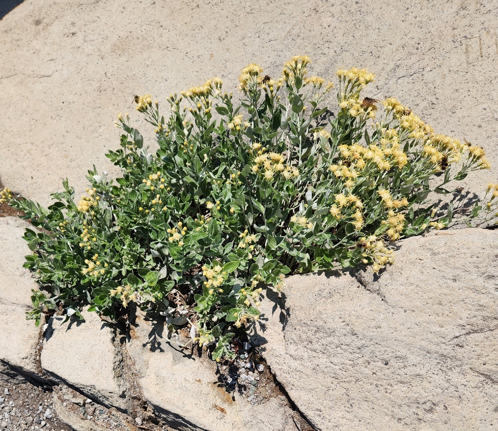 Luina hypoleuca; photograph (c) Jackie T, some rights reserved (CC BY)