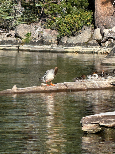 iNaturalist observation photo of Common Merganser