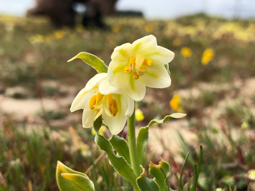 Fritillaria liliacea, photograph 1