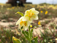 (c) Kyle Elshoff, some rights reserved (CC BY) Fritillaria liliacea, photograph (c) Kyle Elshoff, some rights reserved (CC BY)