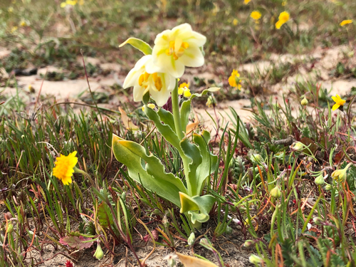 Fritillaria liliacea, photograph 2