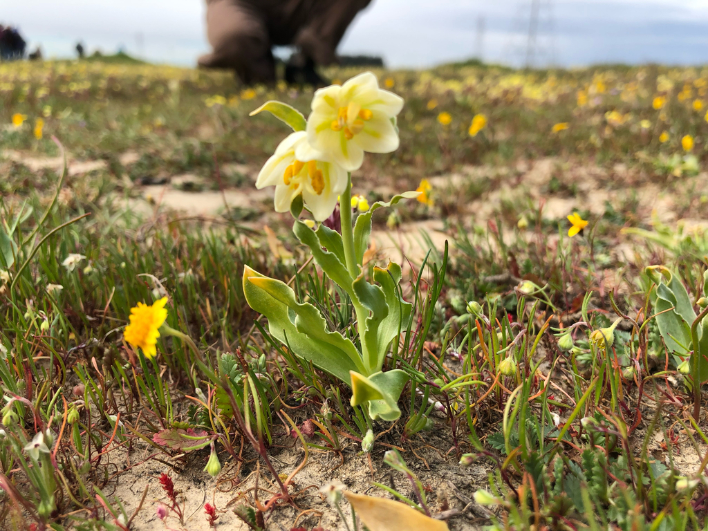 Fritillaria liliacea; photograph (c) Kyle Elshoff, some rights reserved (CC BY)