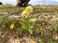 Fritillaria liliacea