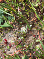 (c) Kyle Elshoff, some rights reserved (CC BY) Plantago erecta, photograph (c) Kyle Elshoff, some rights reserved (CC BY)