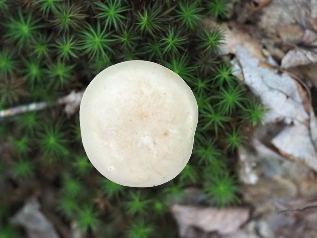 pallid bolete · August 2026 · photo: Photo: no rights reserved · iNaturalist