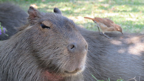Capybara