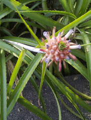 Ananas comosus microstachys