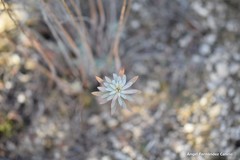 Euphorbia nicaeensis