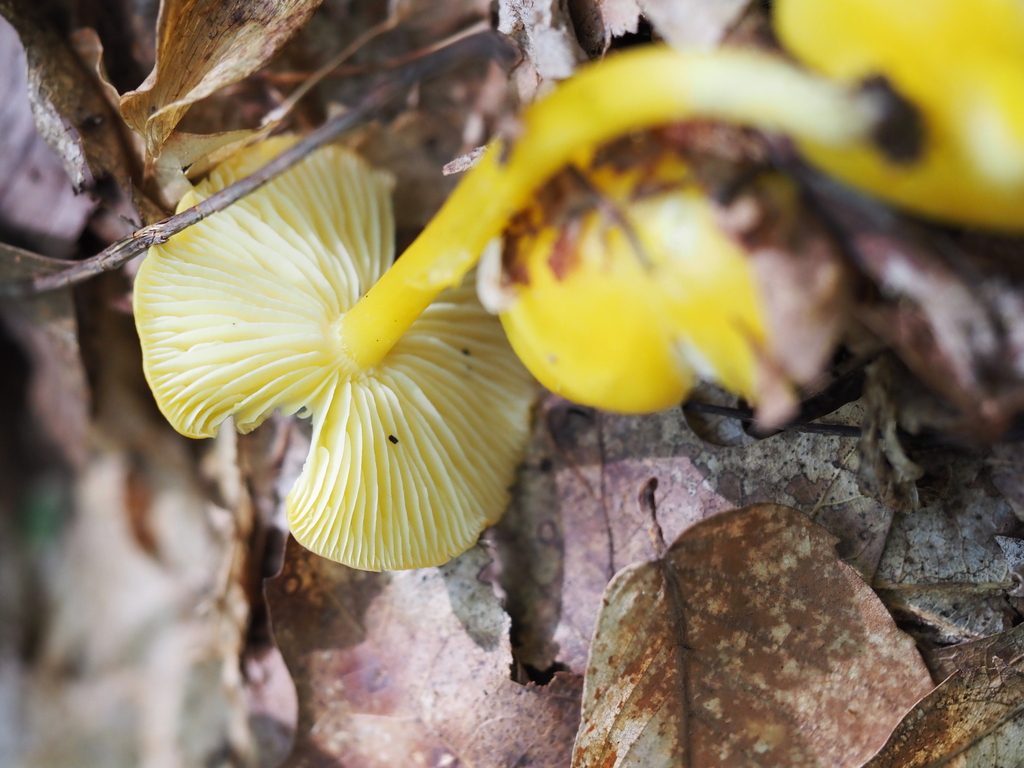 Golden Waxy Cap · August 2026 · photo: Photo: no rights reserved · iNaturalist