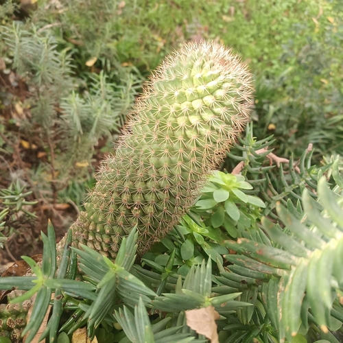 Mammillaria columbiana
