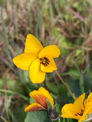 Viola pedunculata, photograph (c) Kyle Elshoff, some rights reserved (CC BY)