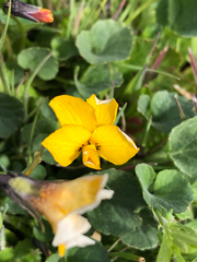 Viola pedunculata, photograph (c) Kyle Elshoff, some rights reserved (CC BY)