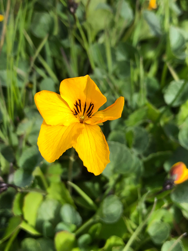 Viola pedunculata, photograph 4