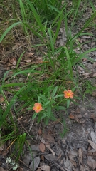 Portulaca cryptopetala