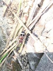 Psenocerus supernotatus