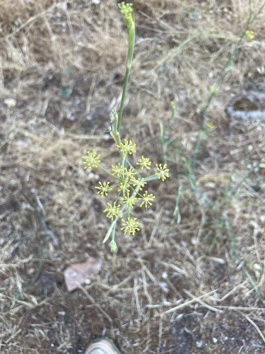 fennel