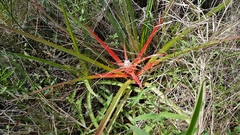 Bromelia serra