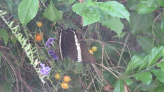 Siproeta epaphus trayja