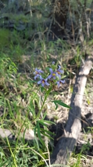 Solanum angustifidum