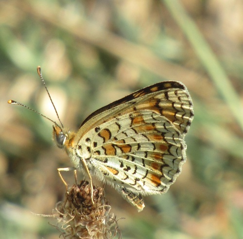 Knapweed Fritillary