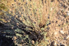 Santolina chamaecyparissus