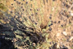 Santolina chamaecyparissus