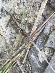 Psenocerus supernotatus