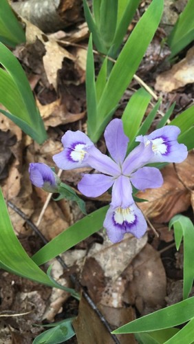 dwarf crested iris