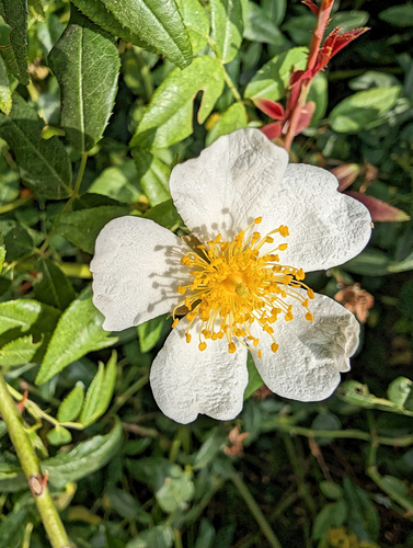 Rosa sempervirens, photograph 5