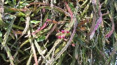 Lepismium cruciforme