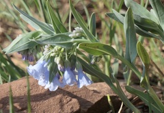 Mertensia lanceolata