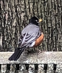 Turdus migratorius