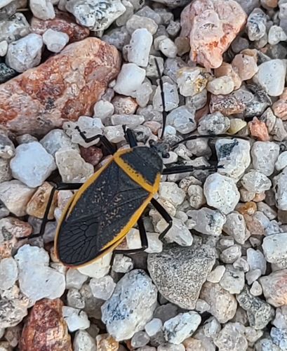 iNaturalist observation photo of California Bordered Plant Bug
