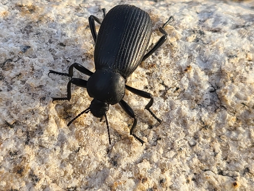 iNaturalist observation photo of Obscure Darkling Beetle