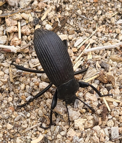 iNaturalist observation photo of Obscure Darkling Beetle