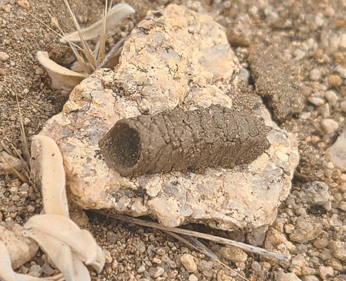 iNaturalist observation photo of Pseudomasaris