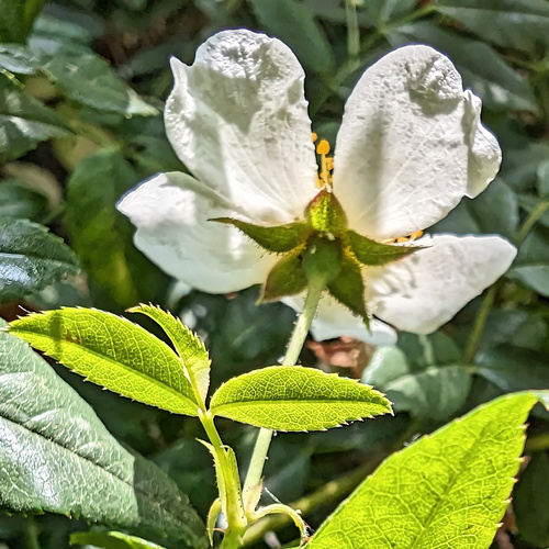 Rosa sempervirens, photograph 6