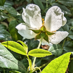 Rosa sempervirens, photograph (c) Philippe Hornus, some rights reserved (CC BY)