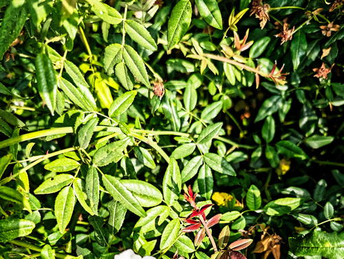 Rosa sempervirens, photograph 3