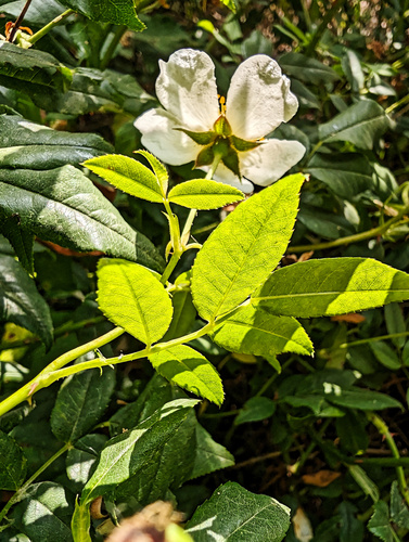 Rosa sempervirens, photograph 4