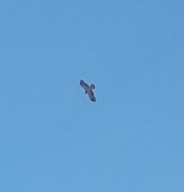 Booted Eagle