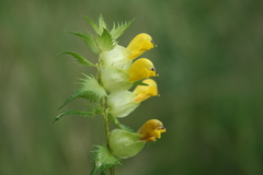 Rhinanthus serotinus aestivalis