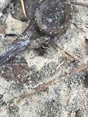 Psenocerus supernotatus