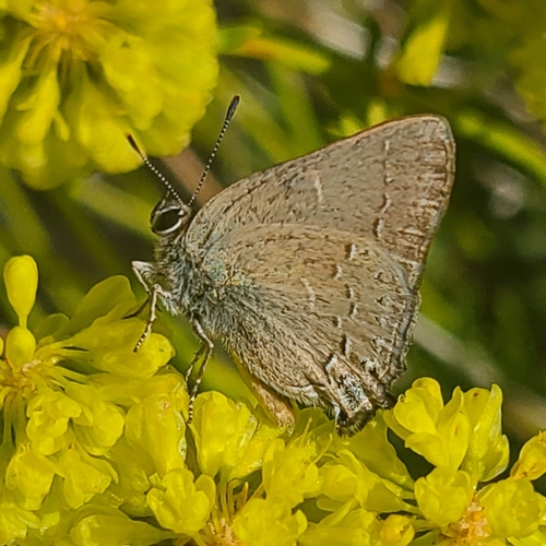 iNaturalist observation photo of Hedgerow Hairstreak