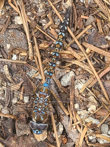 iNaturalist observation photo of Blue-eyed Darner