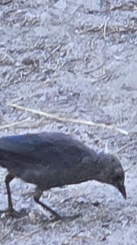 iNaturalist observation photo of Brewer's Blackbird