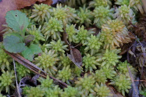 Sphagnum perichaetiale observed 2026-08-05